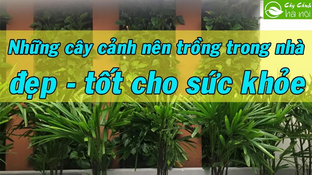 Những loại cây cảnh nên trồng trong nhà đẹp tốt cho sức khoẻ