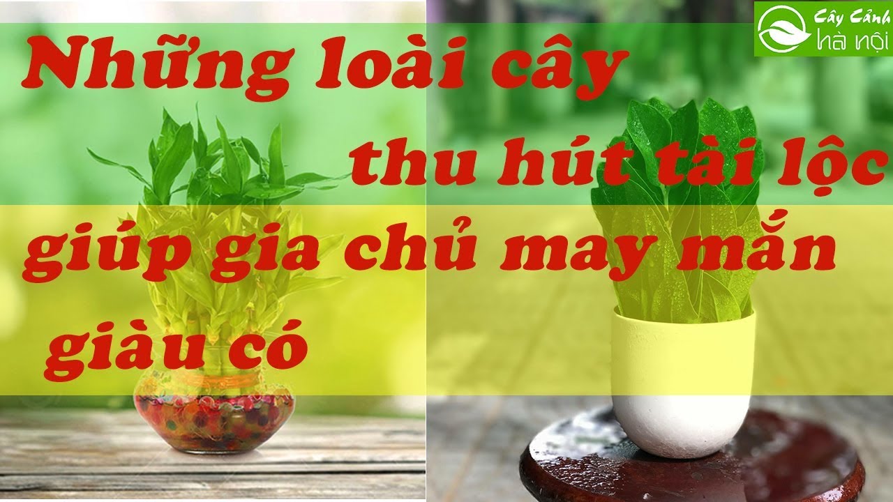 Những loại cây thu hút tài lộc, giúp gia chủ may mắn và giàu có