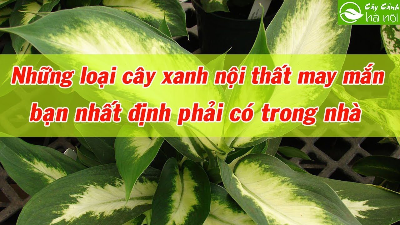 Những loại cây xanh nội thất may mắn bạn nhất định phải có trong nhà