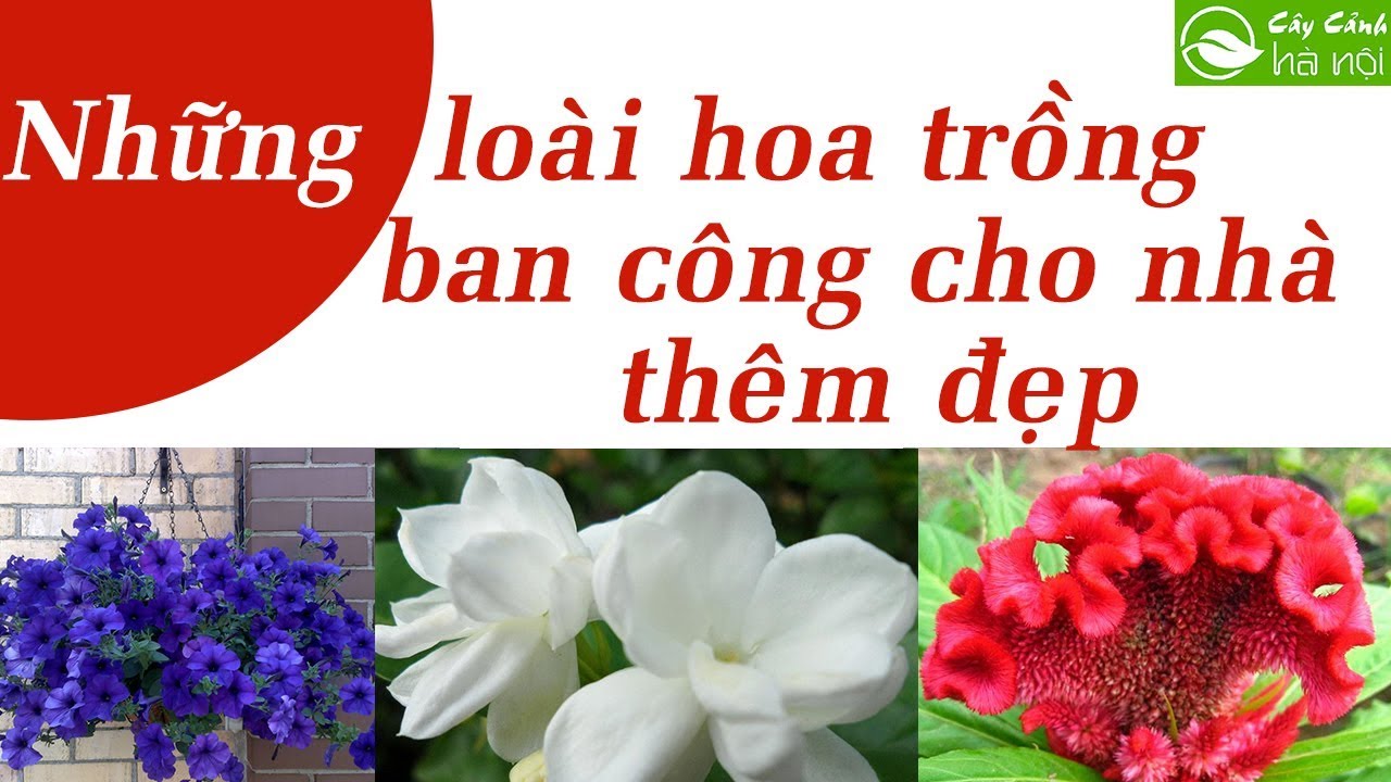 Những loại hoa trồng ban công cho nhà thêm đẹp