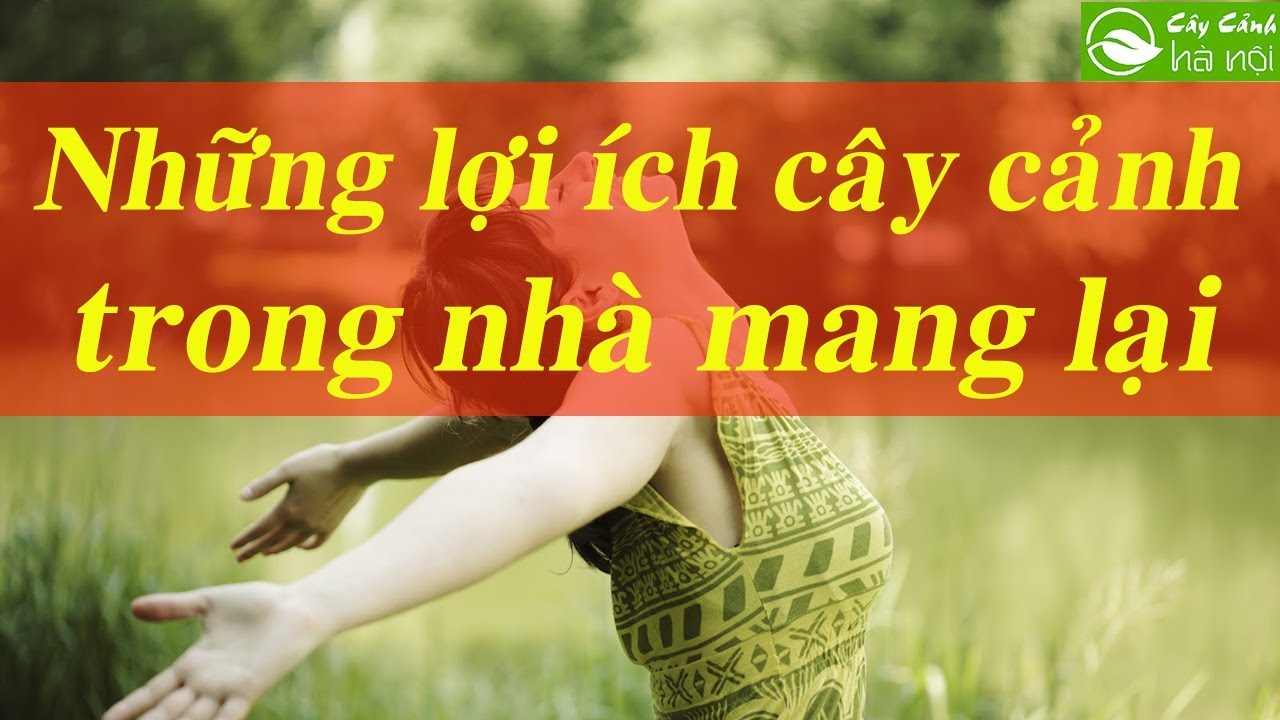 Những lợi ích cây cảnh trong nhà mang lại