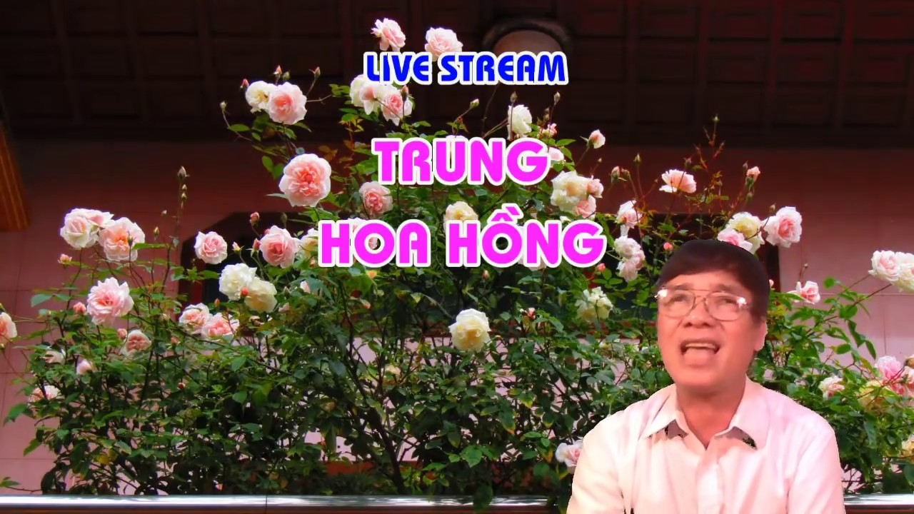 PHÁT BÙ HÔM QUA MẤT ĐIỆN  LOẠI PHÂN TỐT NHẤT CHO HOA HỒNG - PHÂN GÌ ? - LIVE STREAM - TRUNG HOA HỒNG