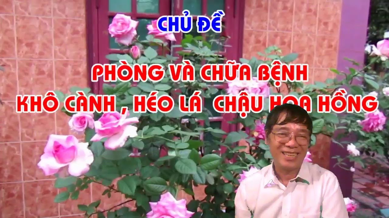 PHÒNG CHỮA BỆNH KHÔ CÀNH , CHẾT KHÔ CHẬU HOA HỒNG MÙA HÈ - LIVE STREAM - TRUNG HOA HỒNG