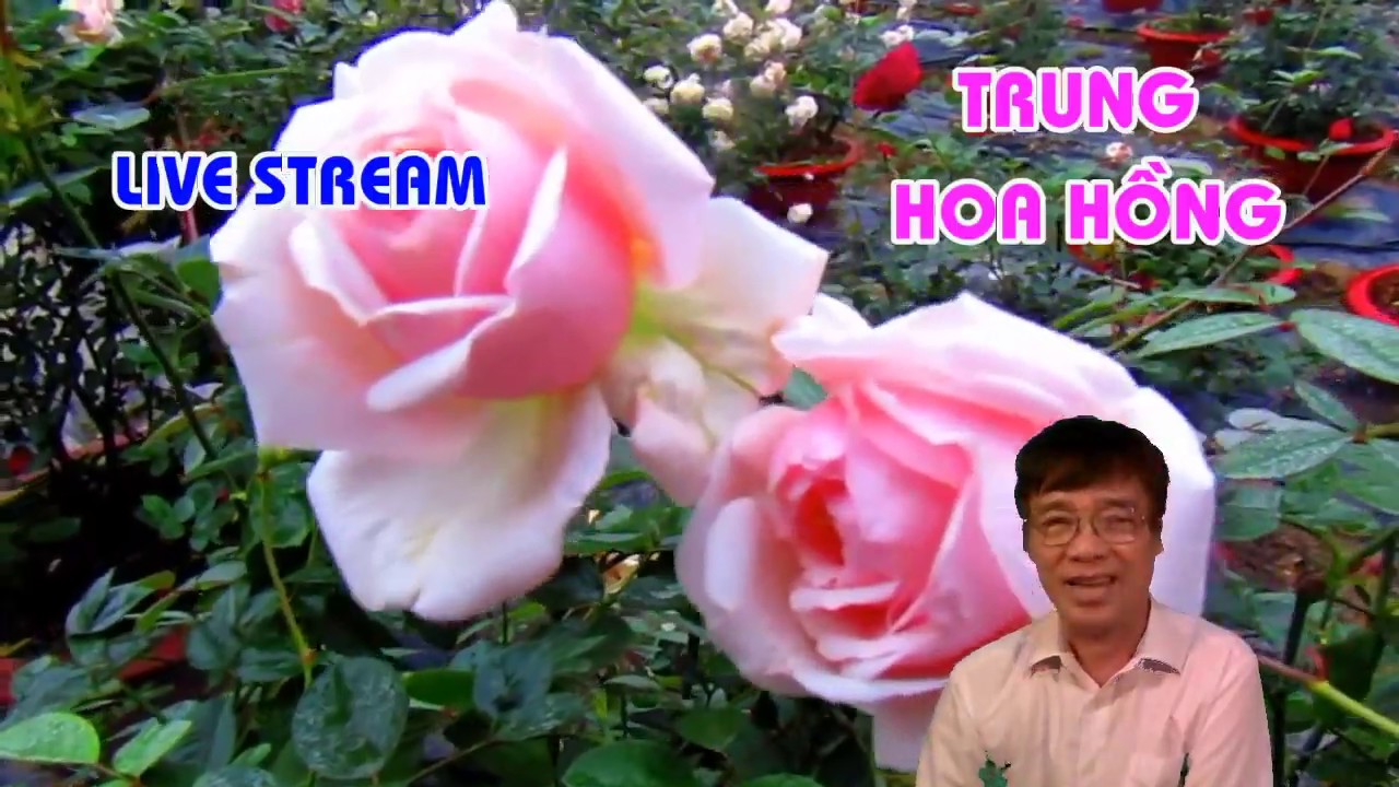 PHÒNG VÀ CHỮA BỆNH CHO HOA HỒNG MUA HÈ - LIVE STREAM - TRUNG HOA HỒNG