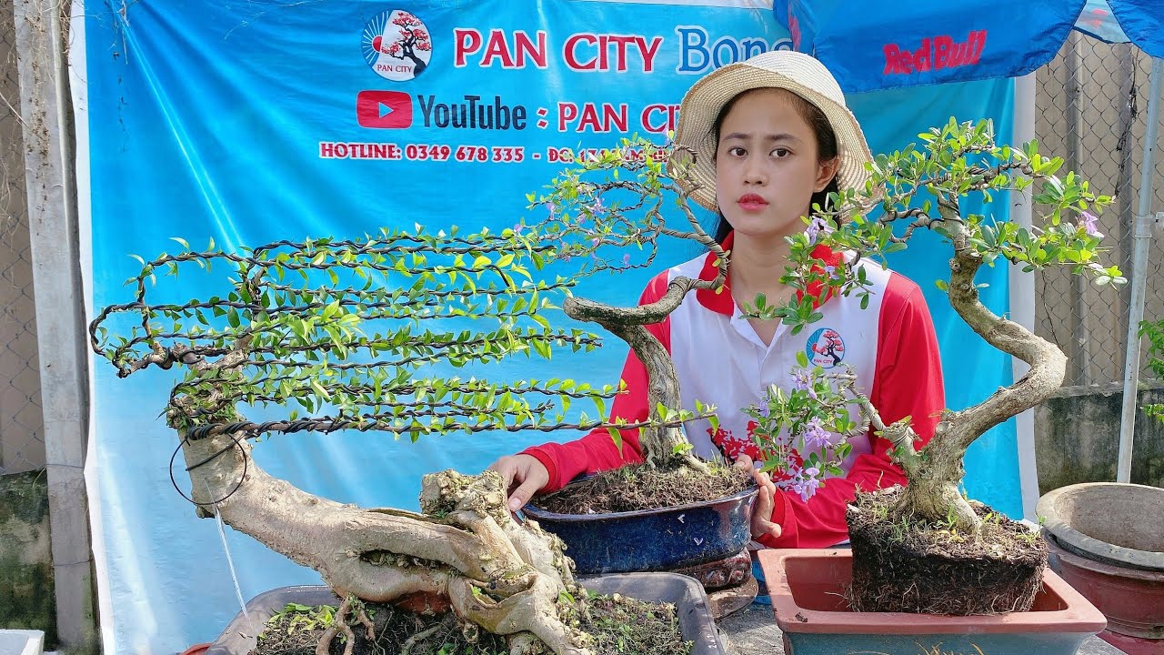 Pan City 115 | Vườn bonsai mini và tầm trung lên sóng hằng ngày hôm nay nhiều cây đẹp nha anh em