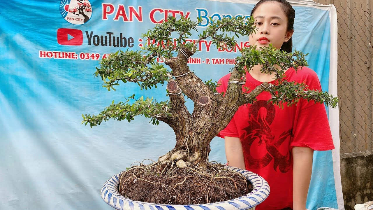 Pan City 127 | Nguyên một dàn bonsai mini giảm giá có loại cây rừng rú, cây hoang dã, cây dáng bài