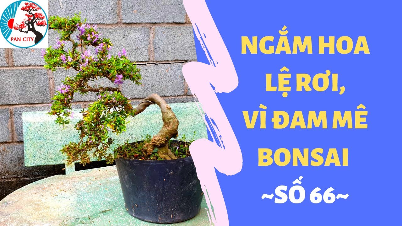 Pan City | Bonsai mini số 66 | Ngắm Hoa Lệ Rơi, Vì Đam Mê Bonsai Linh Sam Và Hồng Ngọc