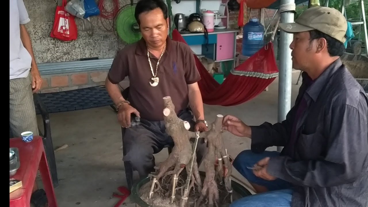 Phá thế tạo dáng mai bonsai độc  (Lê Quý bonsai)