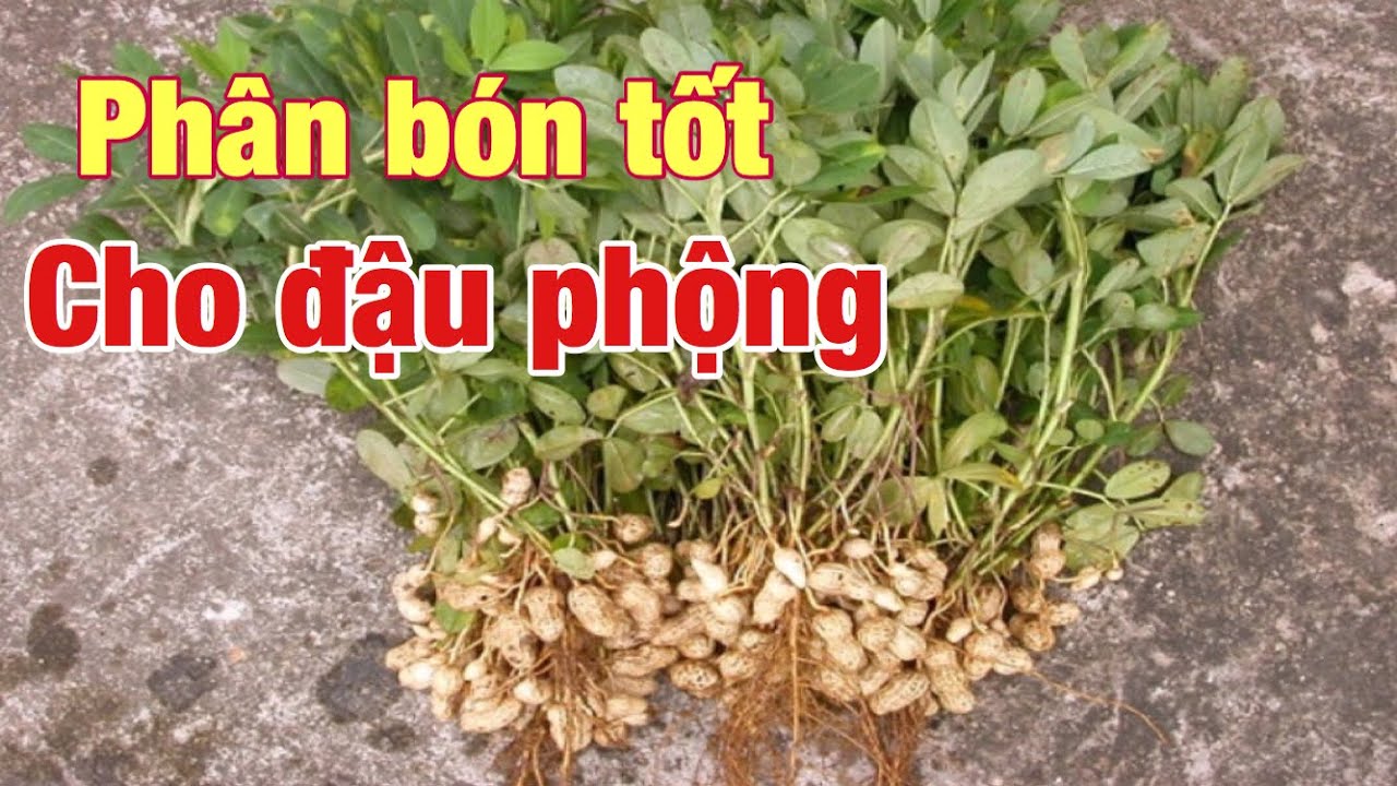 Phân bón tốt cho đậu phộng  | Fertilizers for peanuts