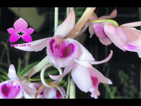 Phi Điệp Tím Phú Thọ Môi Tuyết DENDROBIUM ANOSMUM [HOALANTV]