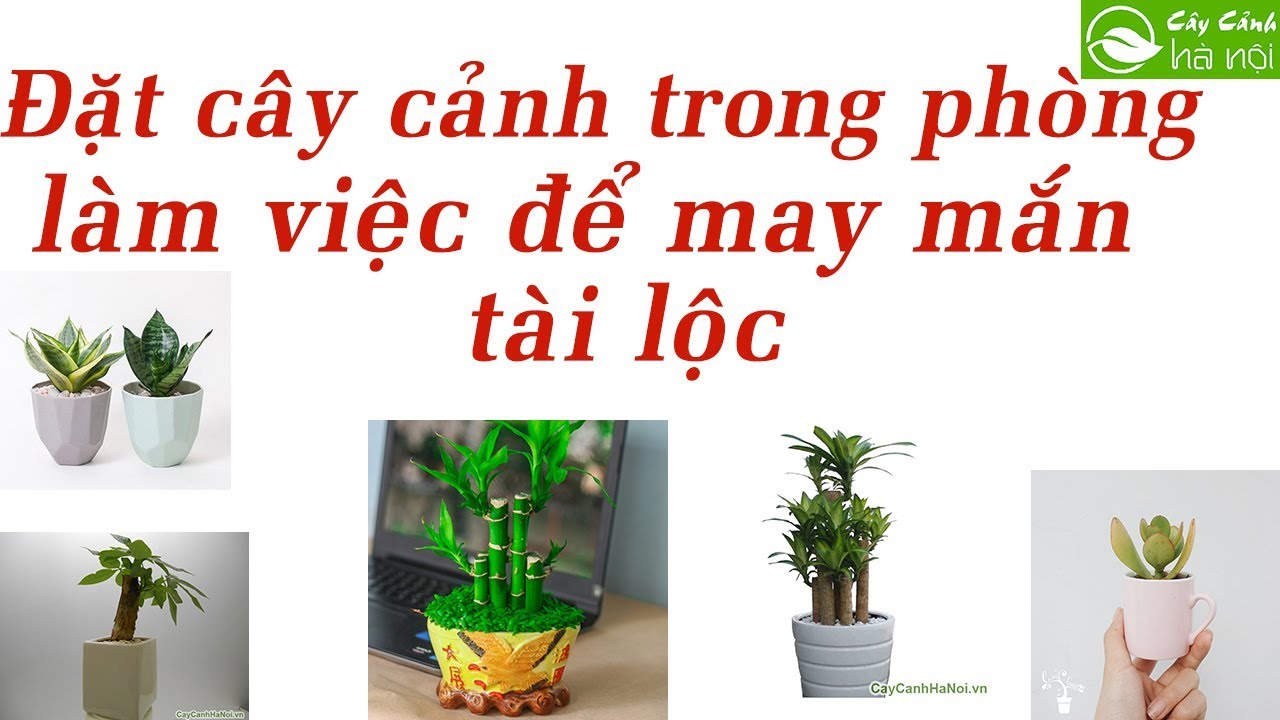 Phong thủy đặt cây cảnh trong phòng làm việc để may mắn, tài lộc