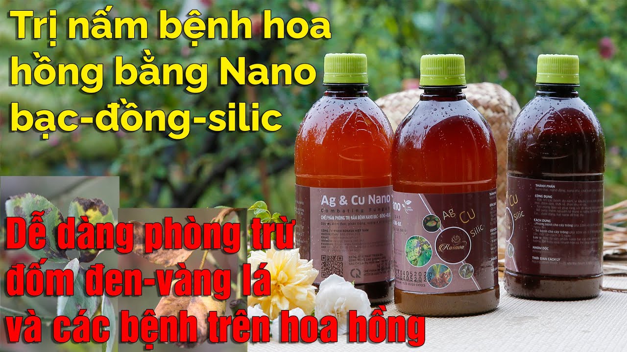 Phòng trị mọi nấm bệnh cho hoa hồng - Nano bạc đồng silic