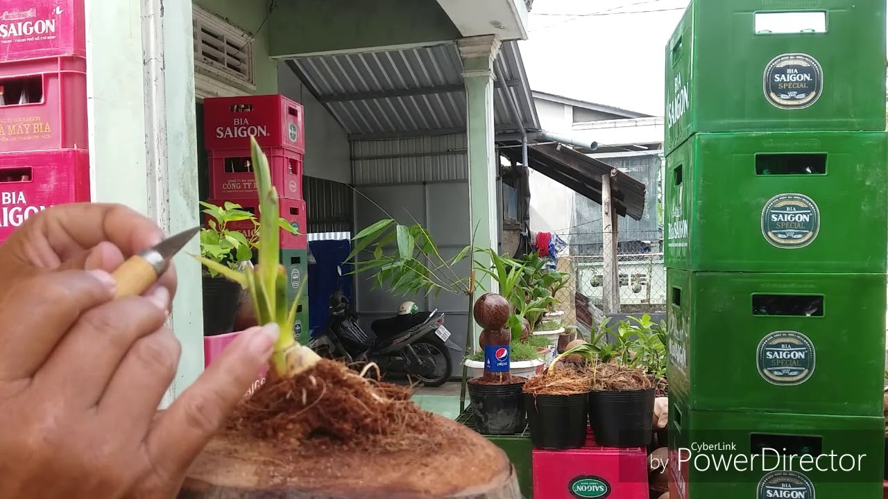 Process ò making coconut bonsai - Quy trình làm dừa kiểng