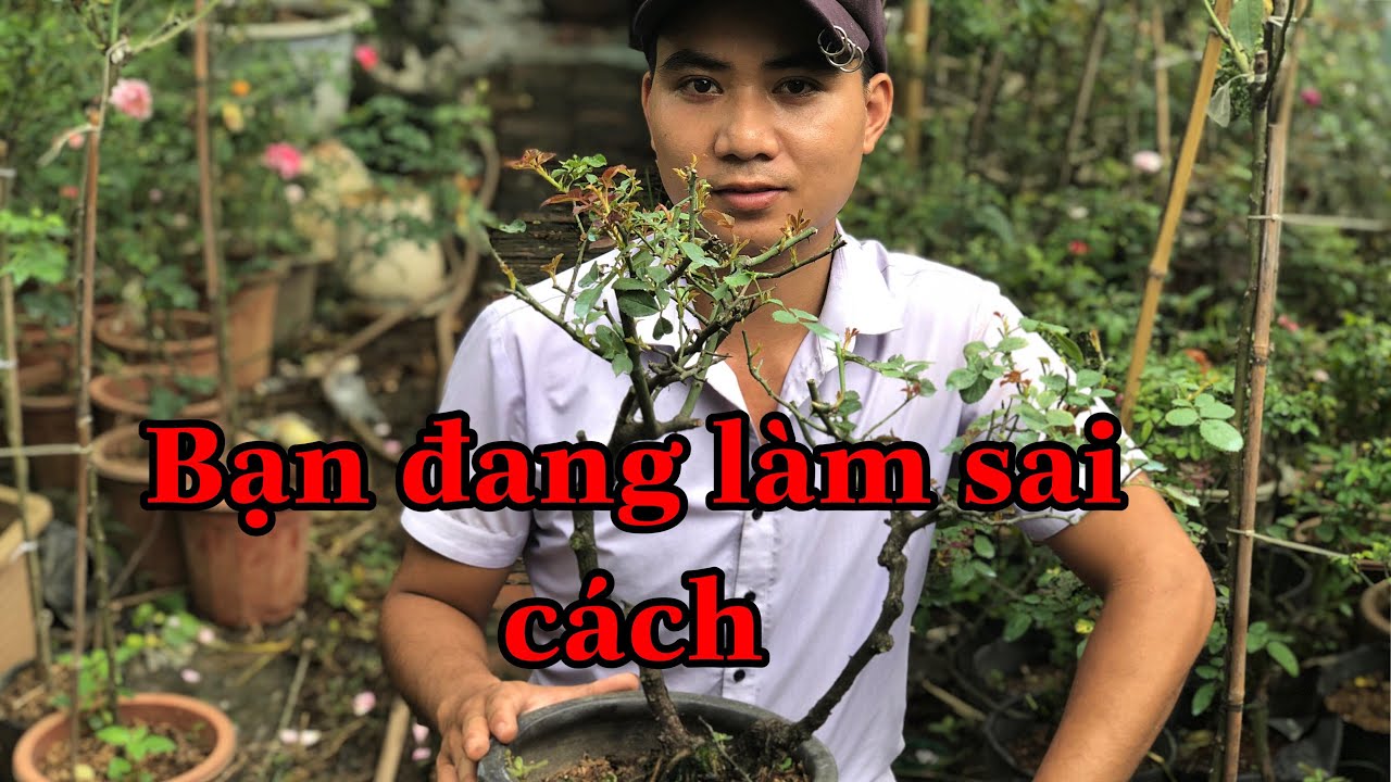 QUY TRÌNH TƯỚI NƯỚC VÀ BÓN PHÂN CHO HOA HỒNG..chuẩn garden tv