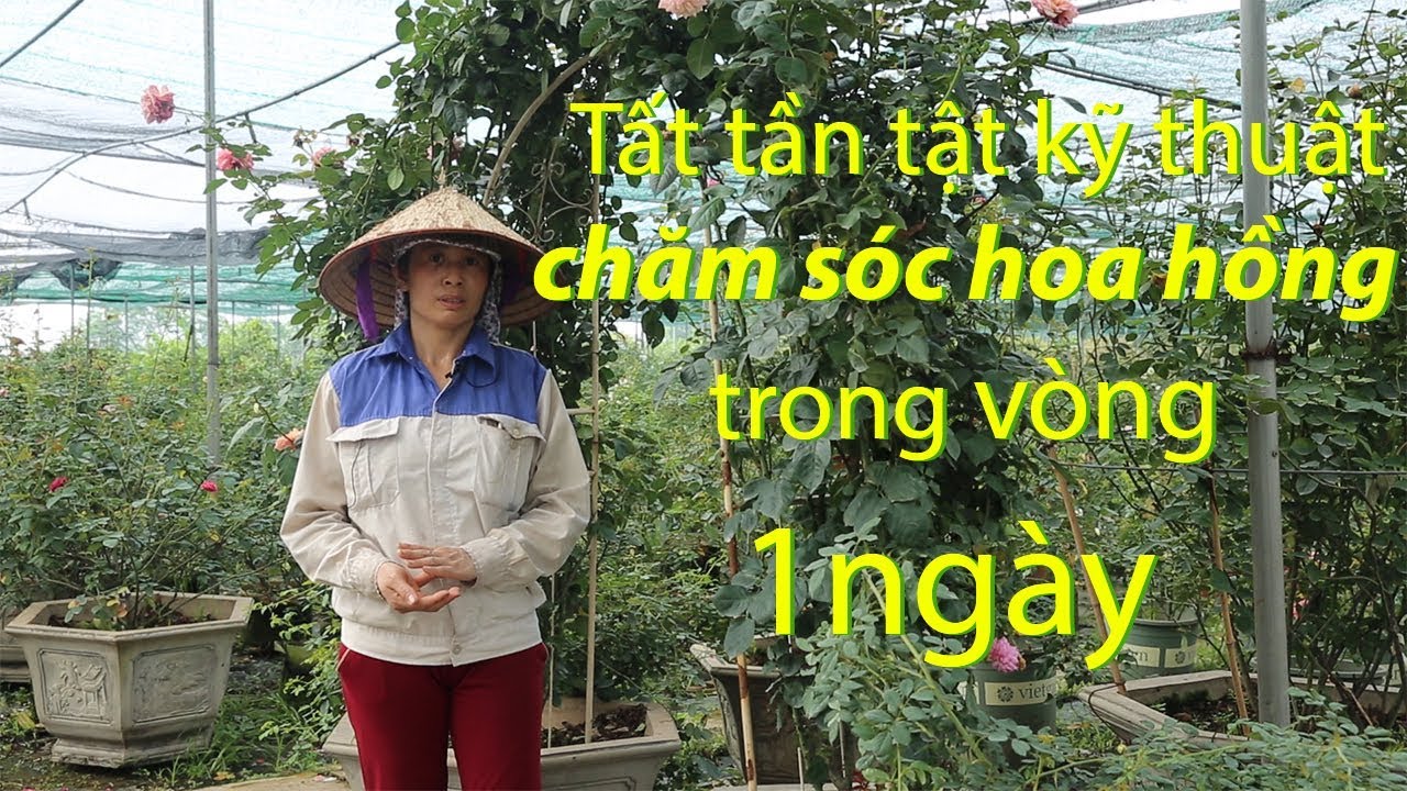 Quá trình 1 ngày làm vườn của kỹ thuật vườn | Cách chăm sóc hoa hồng