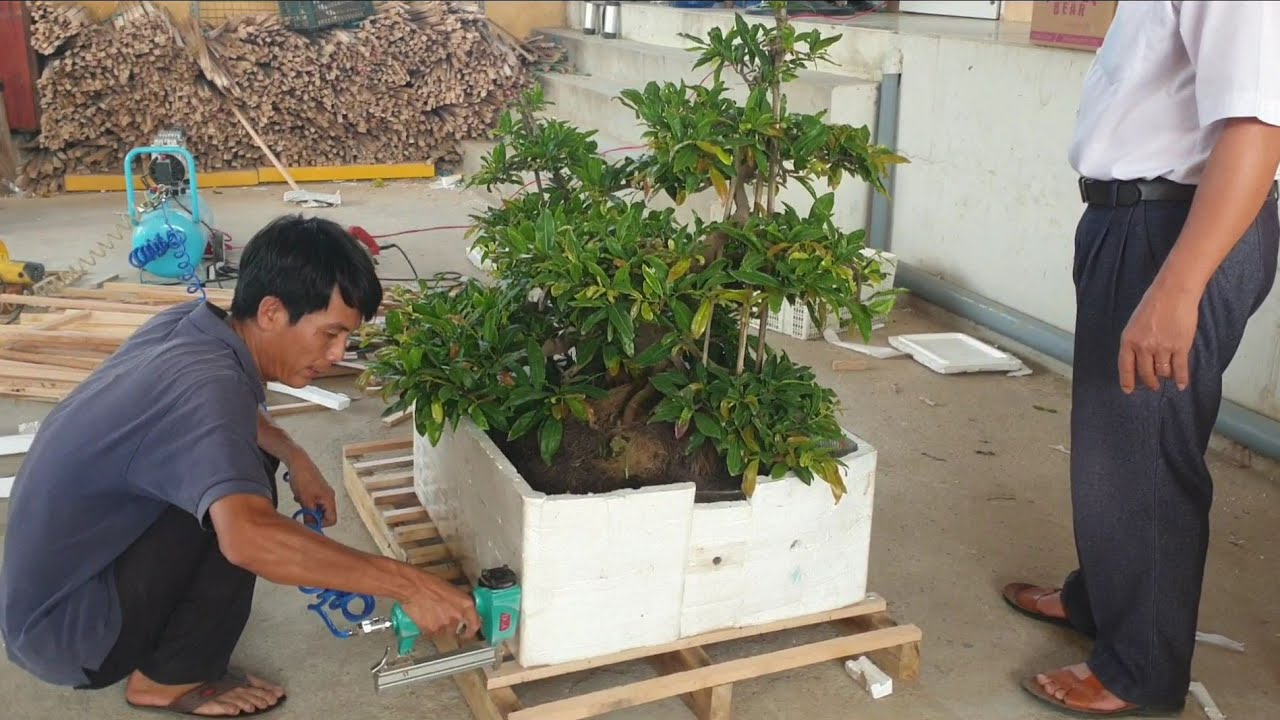 Quá trình vận chuyển và đóng những cây mai bonsai khủng của bưu điện An Nhơn_Bình Định