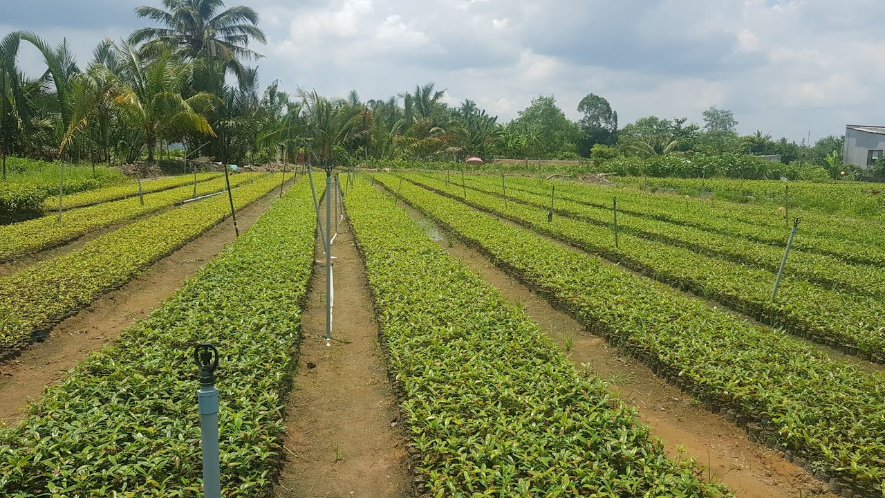 Quy Trình Trồng Cây Mai Vàng ( Mai Ghép )