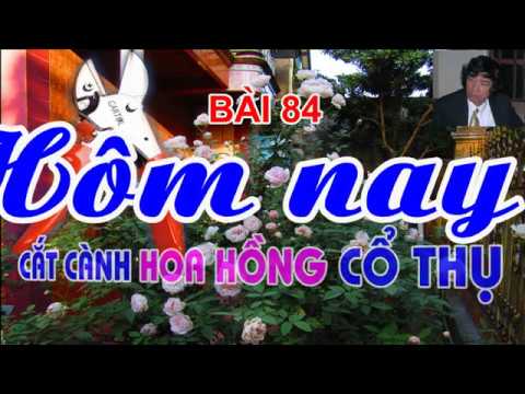 SÁNG NAY TRỰC TUYẾN CẮT CÀNH CHẬU HOA HỒNG CỔ THỤ - TRUNG HOA HỒNG