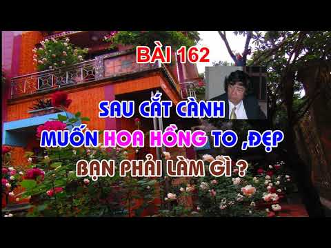 SAU CẮT CÀNH - MUỐN HOA HỒNG ĐẸP ! BẠN PHẢI LÀM GÌ ? TRUNG HOA HỒNG