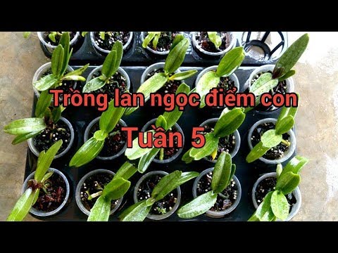 SỔ TAY HOA LAN SỐ 111 - TRỒNG LAN NGỌC ĐIỂM CON VÀ TRẦM CON TUẦN 5