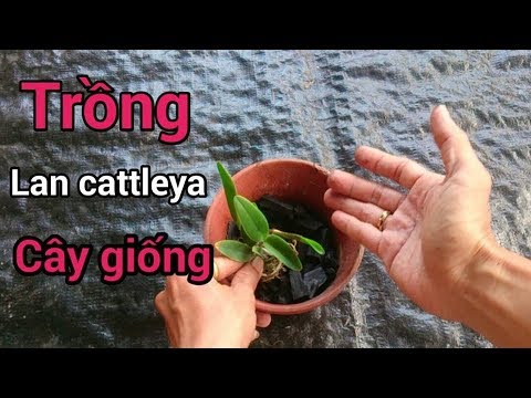 SỔ TAY HOA LAN SỐ 127 - TRỒNG CATTLEYA CÂY CON  - growing cattleya orchids
