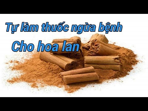 SỔ TAY HOA LAN SỐ - 128 -NGỪA BỆNH CHO HOA LAN BẰNG QUẾ - How to properly use cinnamon with orchids