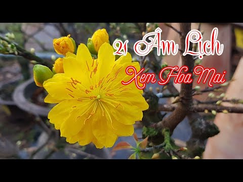 Sáng 21 Âm Lịch - Xem Hoa Mai 10 Ngày Trước Tết 🥰🥰🥰