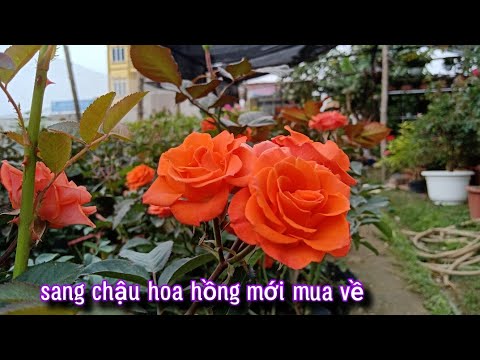 Sang Chậu Chăm Sóc Cây Hoa Hồng Mới Mua Về.Hoa Hồng Tết. NGƯỜI ƯƠM MẦM