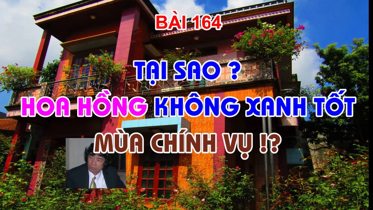 TẠI SAO CÂY HOA HỒNG KHÔNG XANH TỐT BÌNH THƯỜNG TRONG  MÙA CHÍNH VỤ ? - TRUNG HOA