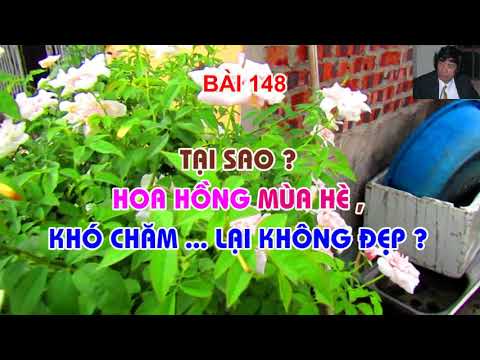 TẠI SAO ? HOA HỒNG MÙA , HÈ KHÓ CHĂM VÀ HOA KHÔNG ĐẸP ? - TRUNG HOA HỒNG