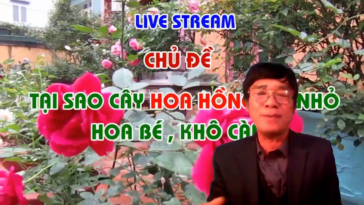 TẠI SAO HOA HỒNG NỤ , HOA NHỎ ? KHÔNG MỞ CÁNH - LIVE STREAM - TRUNG HOA HỒNG