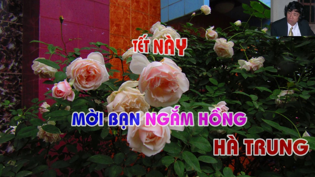 TẾT NÀY MỜI BẠN NGẮM HỒNG HÀ TRUNG - TRUNG HOA HỒNG