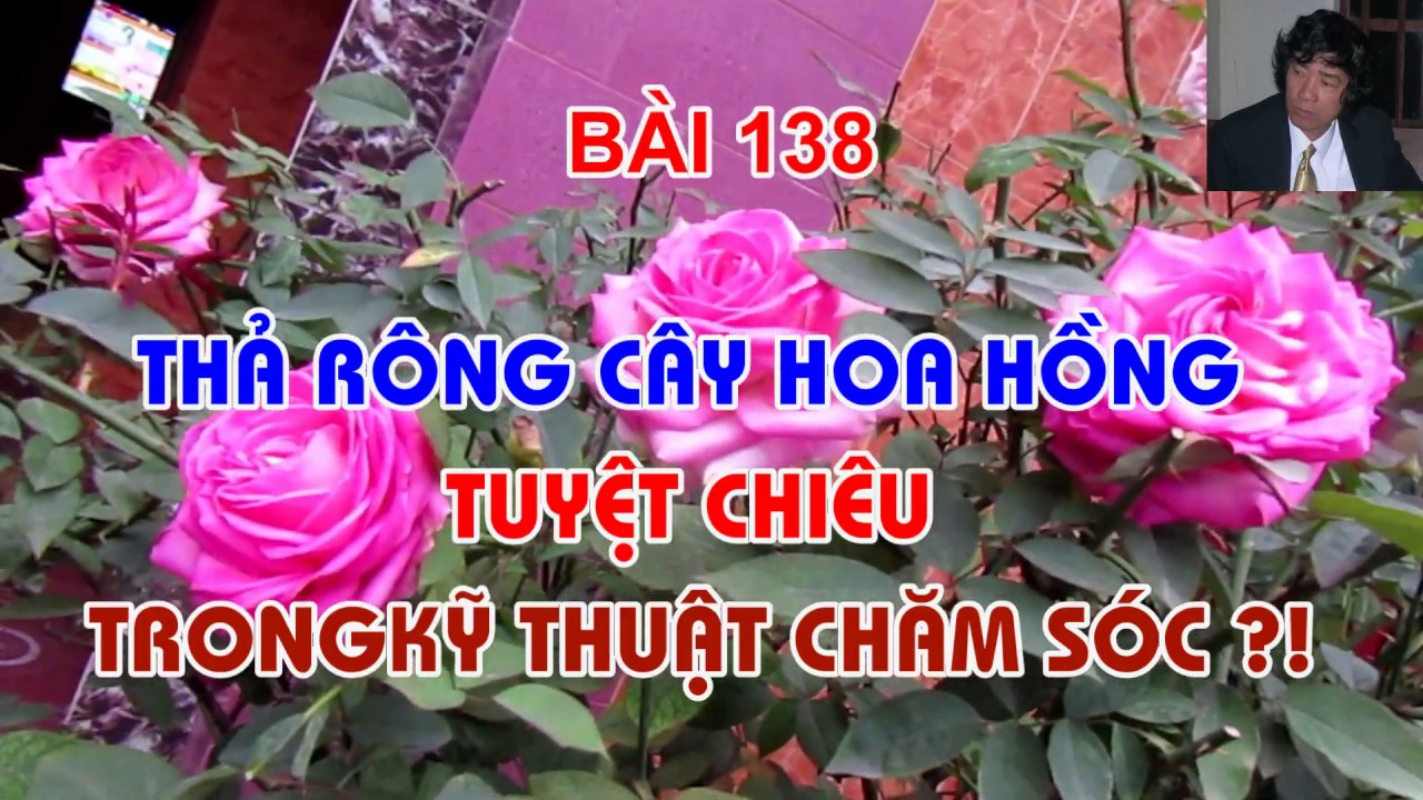 THẢ RÔNG HOA HỒNG ..? NHỮNG ĐIỀU KỶ DIỆU - TRUNG HOA HỒNG