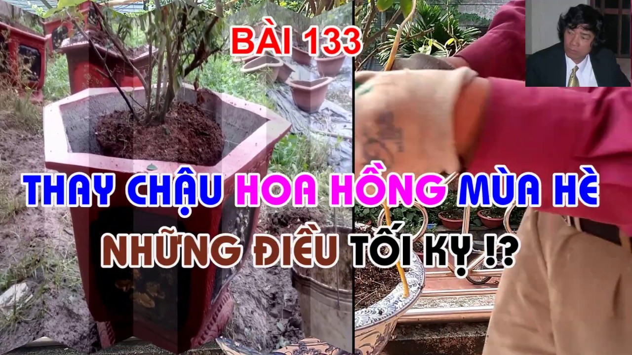 THAY CHẬU HOA HỒNG MÙA HÈ - NHỮNG ĐIỀU TỐI KỴ ? TRUNG HOA HỒNG