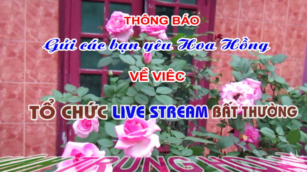 THÔNG BÁO BẤT THƯỜNG GỬI CÁC BẠN YÊU HOA HỒNG - TRUNG HOA HỒNG