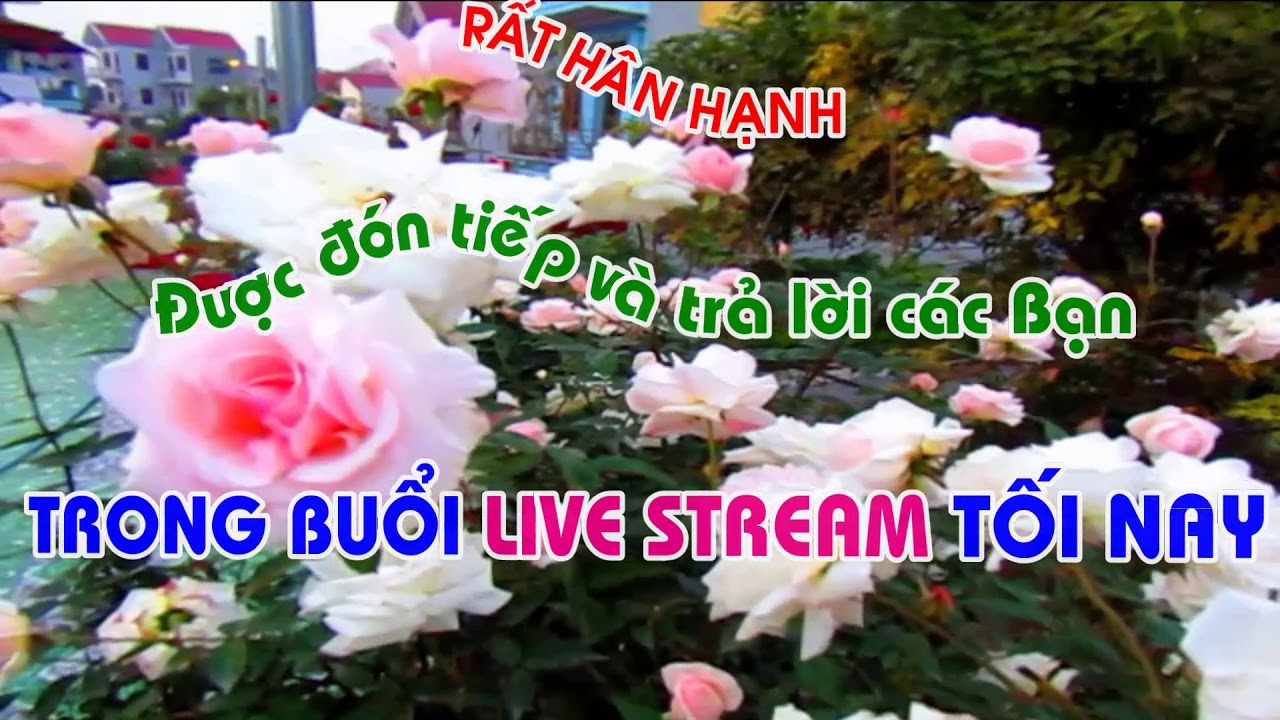 THÔNG BÁO CHỦ ĐỀ LIVE STREAM TỐI NAY -  NGẮM HOA HỒNG CỦA TRUNG HOA HỒNG GIAO THỪA 2019