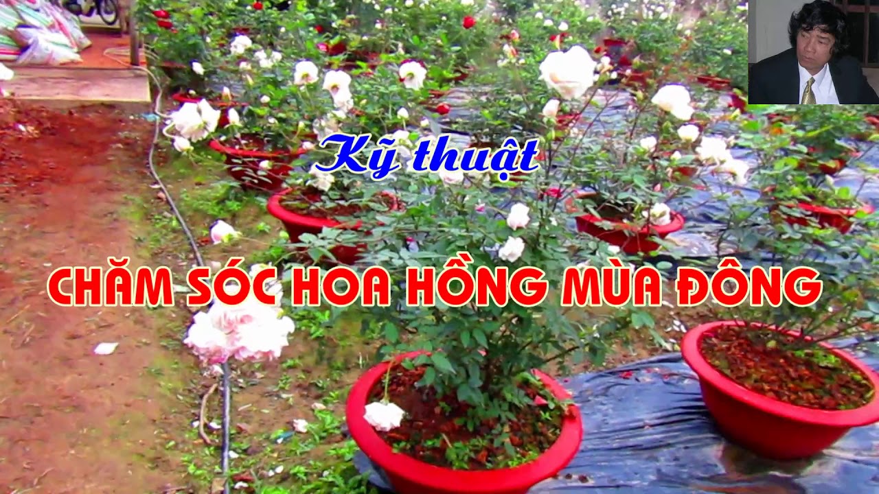 THÔNG BÁO CHỦ ĐỀ LIVE STREAM TỐI NAY !