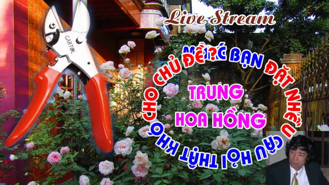 THÔNG BÁO CHỦ ĐỀ VÀ GIỜ LIVE STREAM TỐI NAY -TRUNG HOA HỒNG