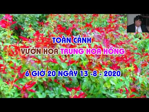 THỨ NĂM TRỰC TUYẾN HOA HỒNG HÀ TRUNG -TRUNG HOA HỒNG