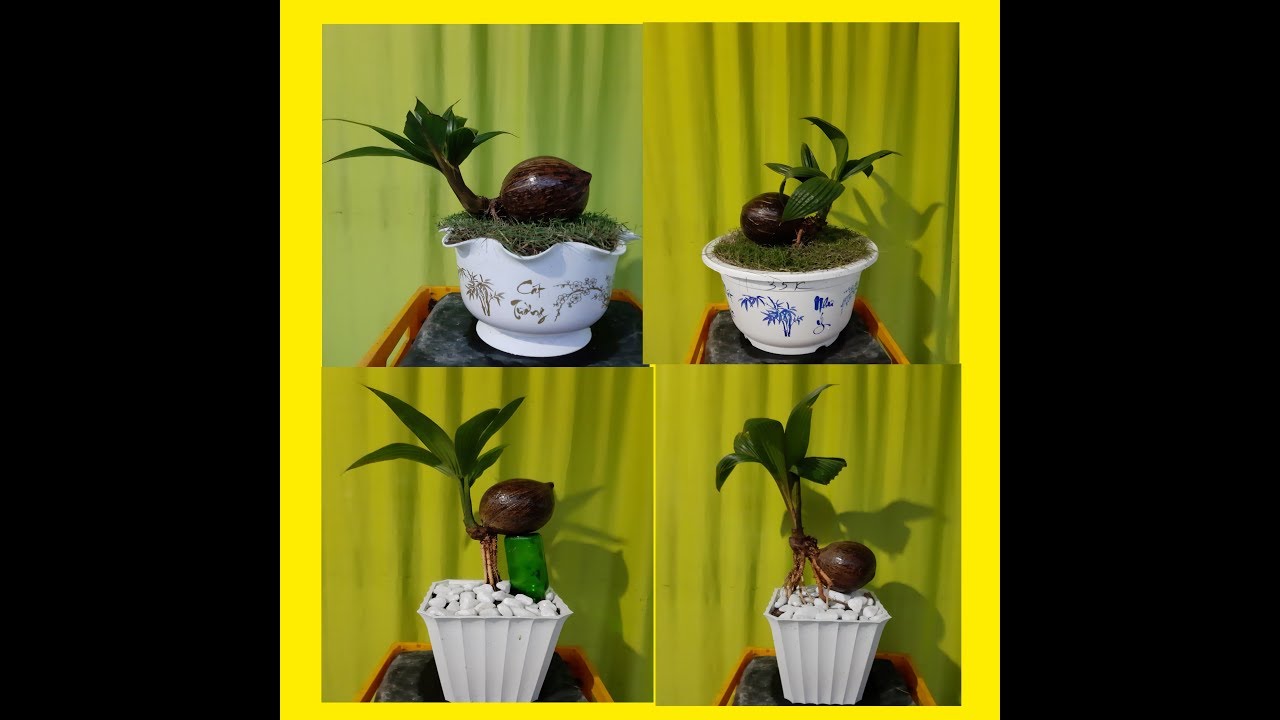 TÔI YÊU DỪA KIỂNG/I LOVE COCONUT BONSAI