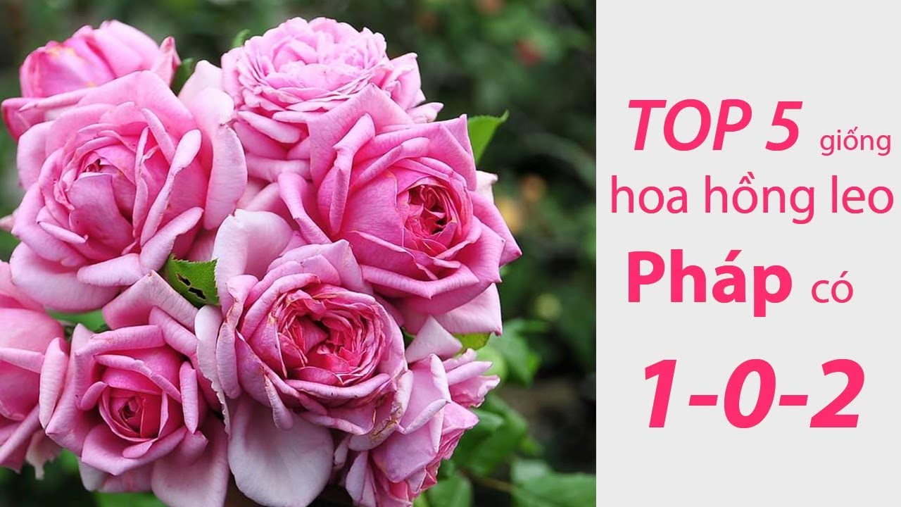 TOP 5 giống hoa hồng leo Pháp bông to, sai hoa, form đẹp|Top 5 the most beautiful France rose