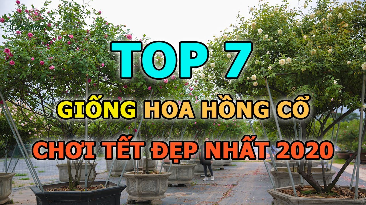 TOP 7 giống hoa hồng cổ chơi tết đẹp nhất 2020