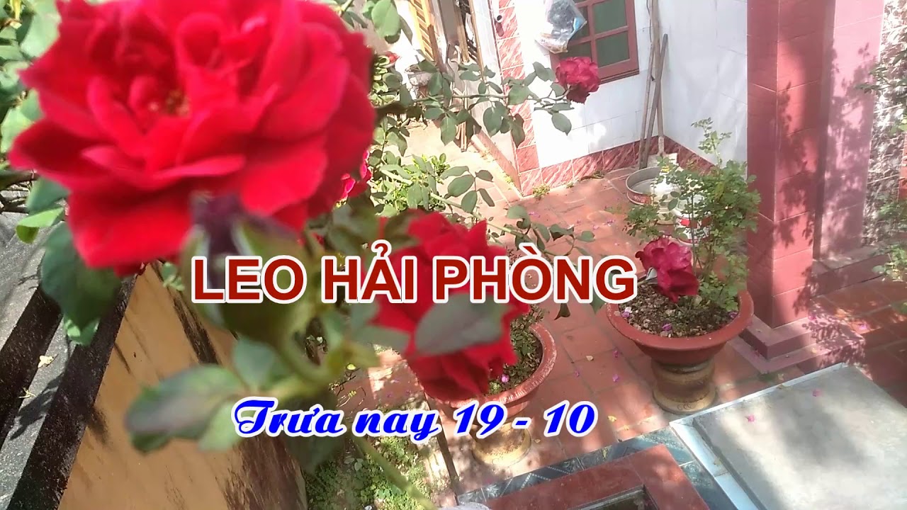 TRƯA CUỐI TUẦN  AI CÓ HOA ĐẸP KHOE ĐÊ - TRUNG HOA HỒNG