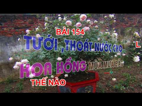 TƯỚI , THOÁT NƯỚC CHO HOA HỒNG MÙA MƯA BÃO - TRUNG HOA HỒNG