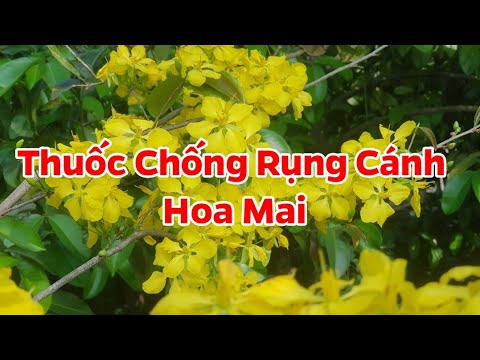 Tác Dụng Của Thuốc Chống Rụng Cánh Hoa Mai 🥰 Tết 2020