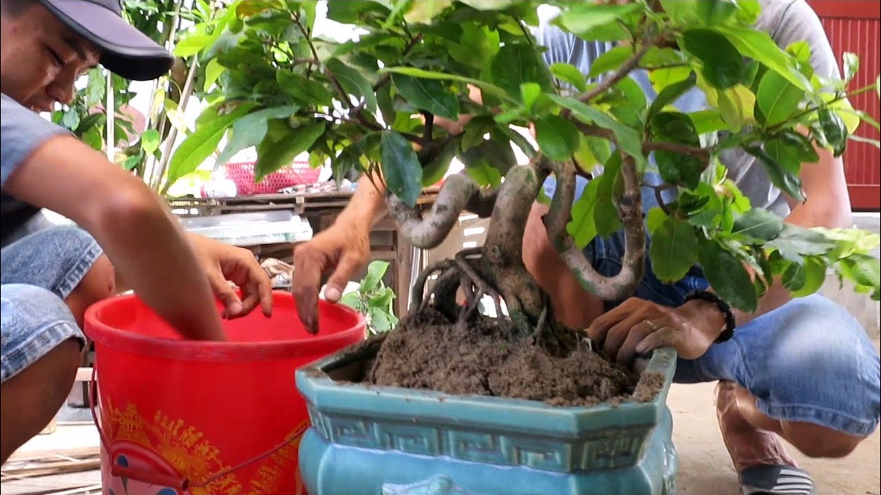 Tạo dáng cho cây mai bonsai song thân quái dị