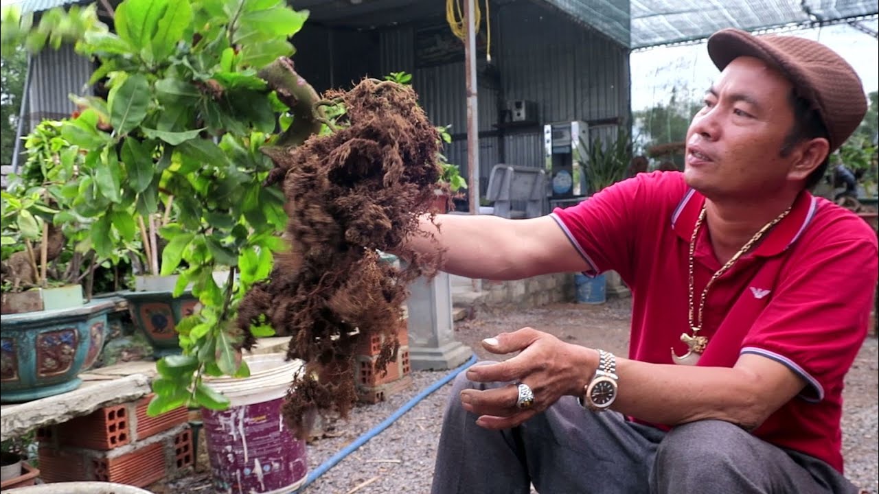 Tạo dáng đổ đẹp cho mai bonsai từ cây bỏ đi (Lê Quý bonsai)