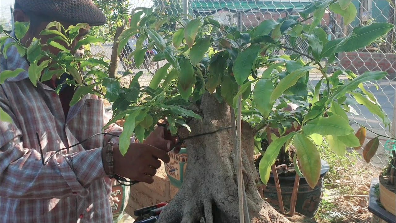 Tạo dáng đơn giản cho gốc mai bonsai khủng