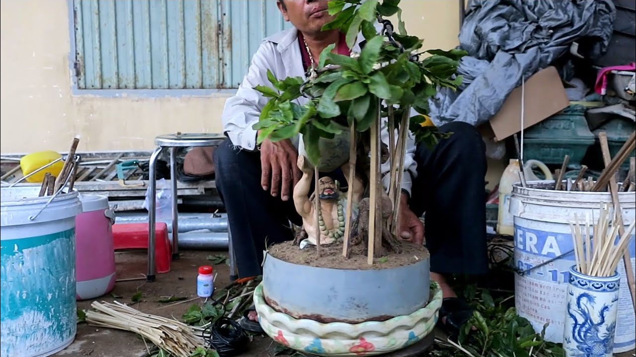 Tạo dáng mai bonsai phối tượng(Lê Quý bonsai)