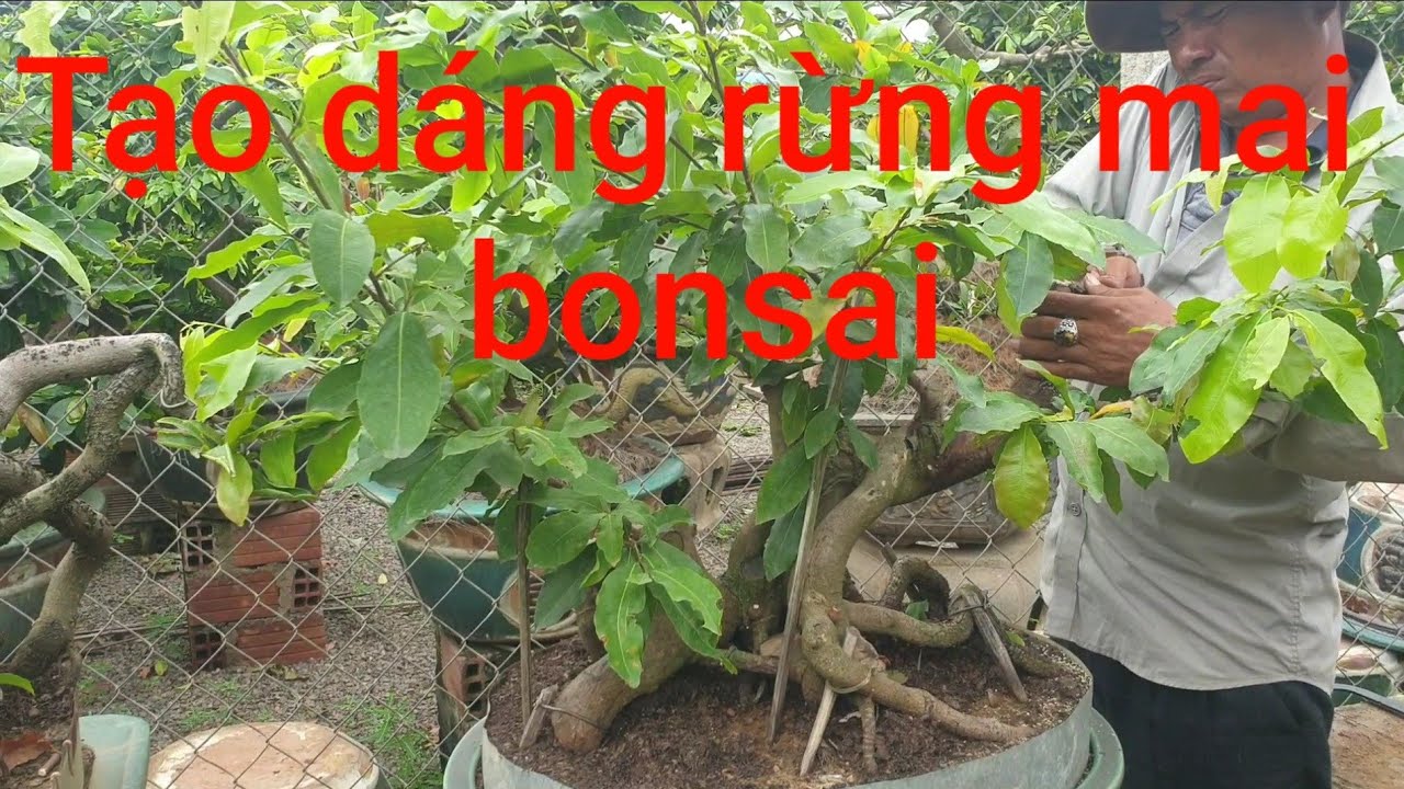 Tạo dáng rừng mai bonsai đẹp